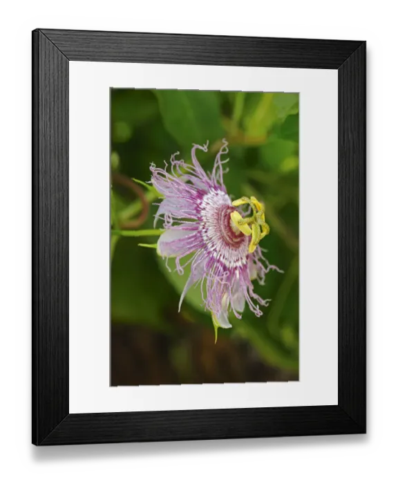 Framed Print : Maypop or Purple passionflower -Passiflora incarnata-, USA, America Framed Print : Maypop or Purple passionflower -Passiflora incarnata-, USA, America