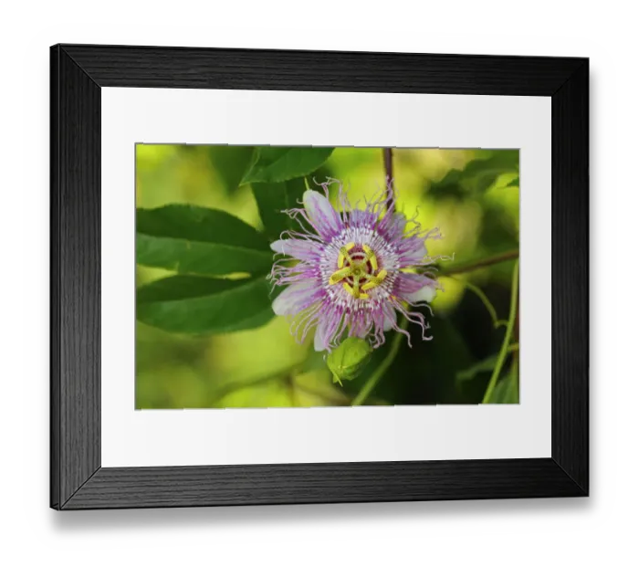Framed Print : Maypop or Purple passionflower -Passiflora incarnata-, USA, America Framed Print : Maypop or Purple passionflower -Passiflora incarnata-, USA, America