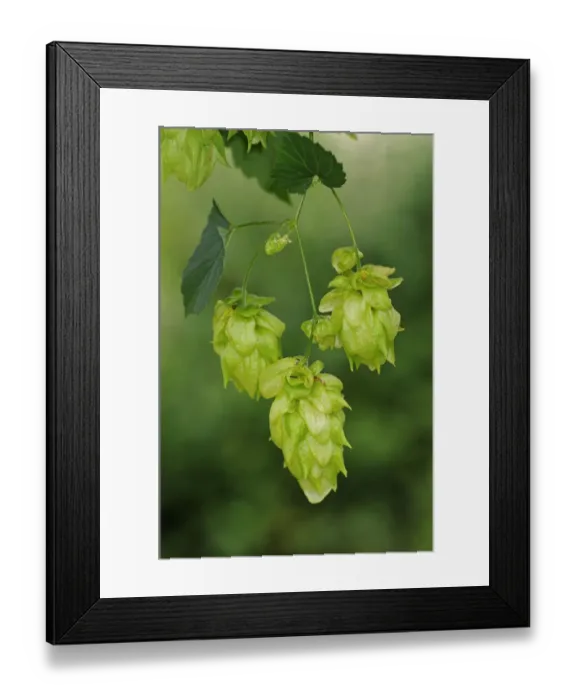 Framed Print : Common Hop -Humulus lupulus-, flower cones, hops, Europe Framed Print : Common Hop -Humulus lupulus-, flower cones, hops, Europe