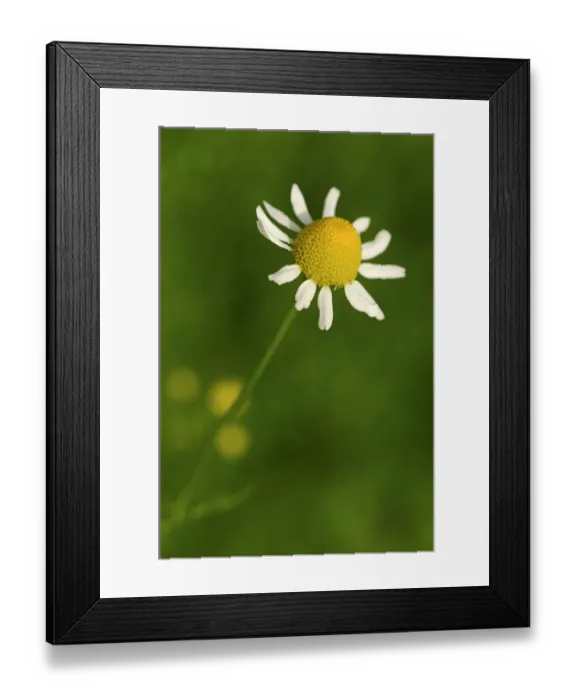 Framed Print : Chamomile -Matricaria chamomilla-, Europe Framed Print : Chamomile -Matricaria chamomilla-, Europe