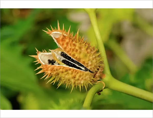 Common Thorn Apple, Jimson Weed -Datura stramonium-, seed pod, Europe