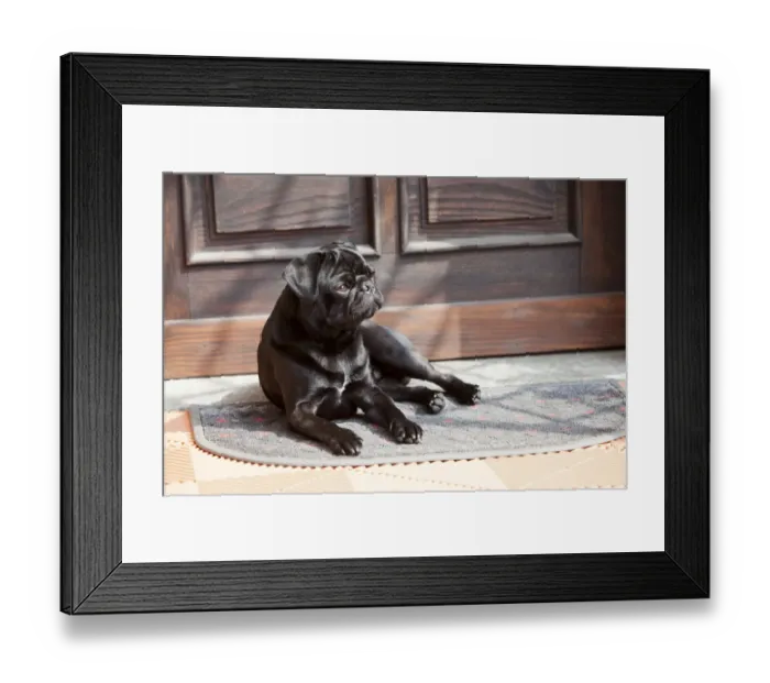 Framed Print : Black pug lying in front of the front-door in the sunshine Framed Print : Black pug lying in front of the front-door in the sunshine