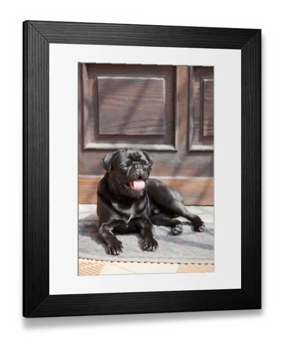 Framed Print : Black pug lying in front of the front-door in the sunshine