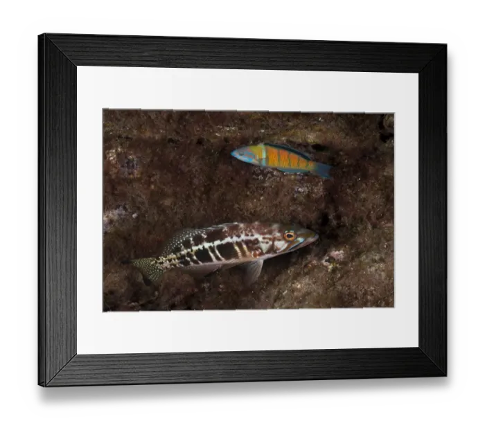 Framed Print : Comber -Serranus cabrilla-, below, and Ornate Wrasse -Thalassoma pavo-, near Santa Maria, Azores, Atlantic Ocean, Portugal
