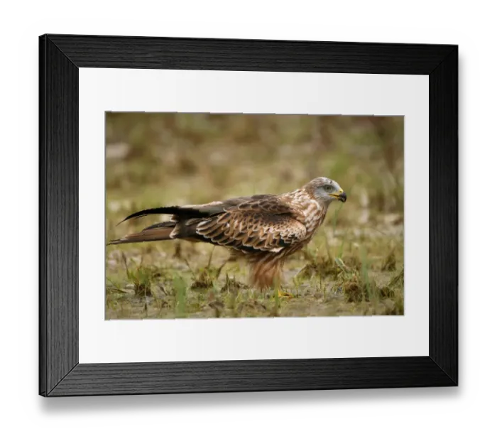 Framed Print : Red Kite -Milvus milvus-, Allgaeu, Bavaria, Germany, Europe Framed Print : Red Kite -Milvus milvus-, Allgaeu, Bavaria, Germany, Europe