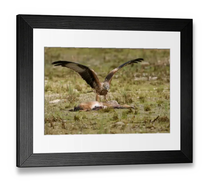 Framed Print : Red Kite -Milvus milvus- feeding on hare, Allgaeu, Bavaria, Germany, Europe Framed Print : Red Kite -Milvus milvus- feeding on hare, Allgaeu, Bavaria, Germany, Europe