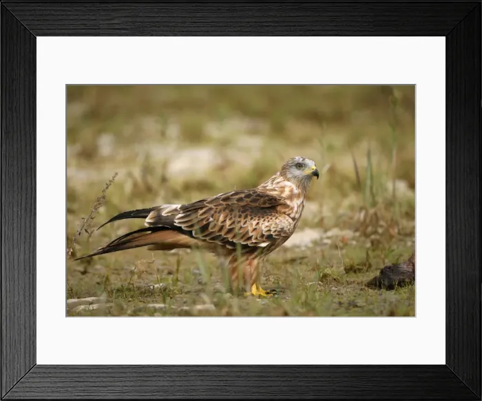 Framed Print : Red Kite -Milvus milvus-, Allgaeu, Bavaria, Germany, Europe Framed Print : Red Kite -Milvus milvus-, Allgaeu, Bavaria, Germany, Europe