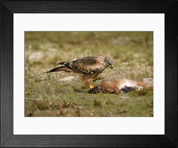 Framed Print : Red Kite -Milvus milvus- feeding on hare, Allgaeu, Bavaria, Germany, Europe Framed Print : Red Kite -Milvus milvus- feeding on hare, Allgaeu, Bavaria, Germany, Europe