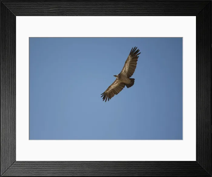 Framed Print : Griffon Vulture -Gyps fulvus- in flight, Oglanly, Balkan, Turkmenistan Framed Print : Griffon Vulture -Gyps fulvus- in flight, Oglanly, Balkan, Turkmenistan