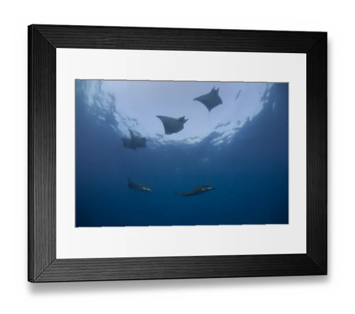 Framed Print : Sicklefin Devil Rays or Box Rays -Mobula tarapacana-, near Santa Maria, Azores, Atlantic Ocean, Portugal Framed Print : Sicklefin Devil Rays or Box Rays -Mobula tarapacana-, near Santa Maria, Azores, Atlantic Ocean, Portugal