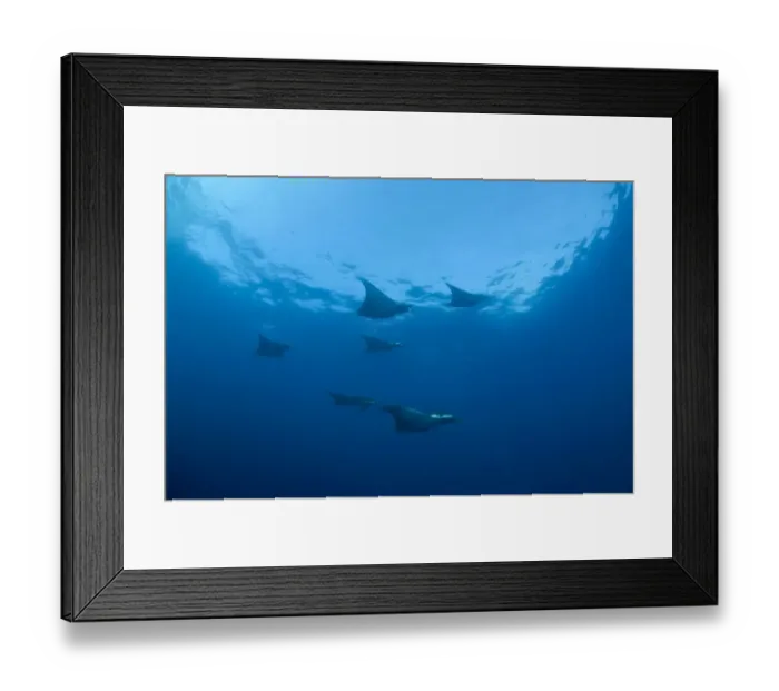 Framed Print : Sicklefin Devil Rays or Box Rays -Mobula tarapacana-, near Santa Maria, Azores, Atlantic Ocean, Portugal