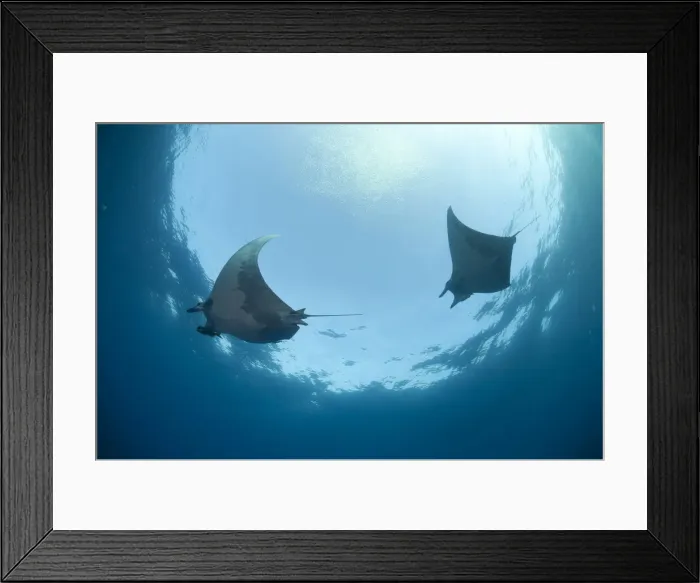 Framed Print : Sicklefin Devil Rays or Box Rays -Mobula tarapacana-, near Santa Maria, Azores, Atlantic Ocean, Portugal Framed Print : Sicklefin Devil Rays or Box Rays -Mobula tarapacana-, near Santa Maria, Azores, Atlantic Ocean, Portugal