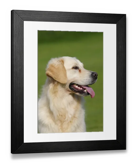Framed Print : Female Golden Retriever -Canis lupus familiaris-, two-year old dog, portrait Framed Print : Female Golden Retriever -Canis lupus familiaris-, two-year old dog, portrait