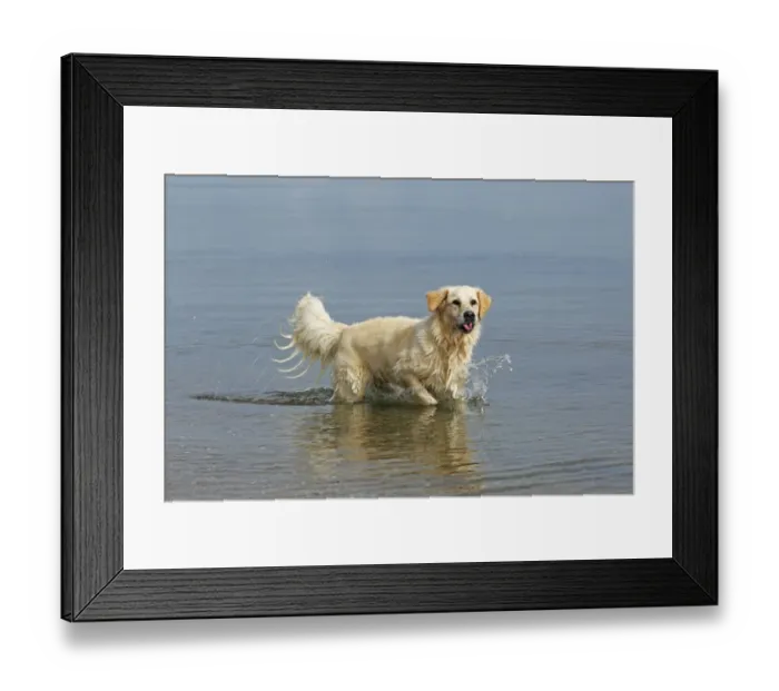 Framed Print : Female Golden Retriever -Canis lupus familiaris-, two-year old dog walking in water