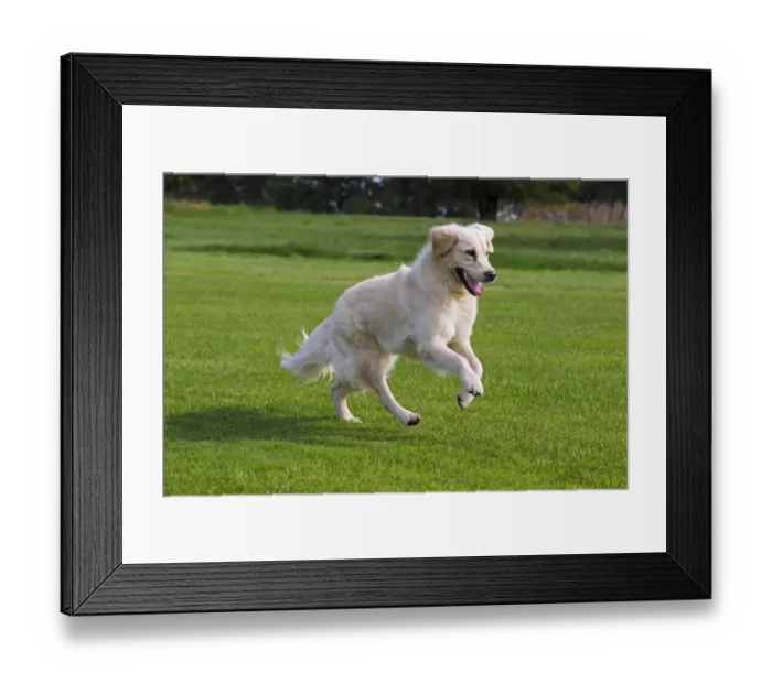 Framed Print : Female Golden Retriever -Canis lupus familiaris-, two-year old dog, running Framed Print : Female Golden Retriever -Canis lupus familiaris-, two-year old dog, running