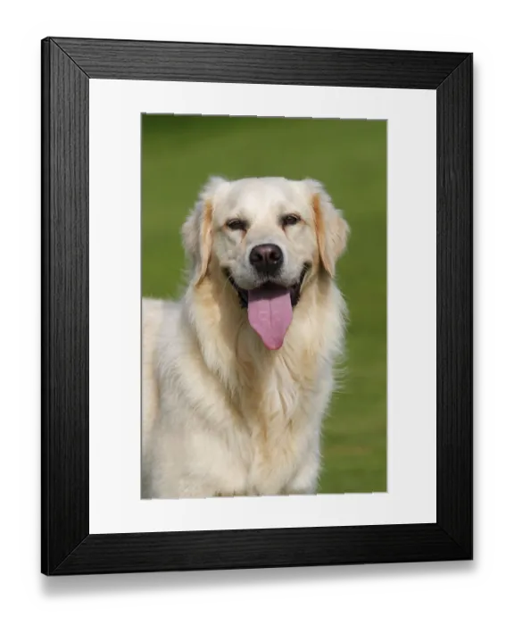 Framed Print : Female Golden Retriever -Canis lupus familiaris-, two-year old dog, portrait Framed Print : Female Golden Retriever -Canis lupus familiaris-, two-year old dog, portrait