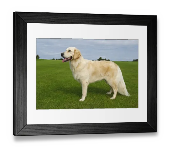 Framed Print : Female Golden Retriever -Canis lupus familiaris-, two-year old dog