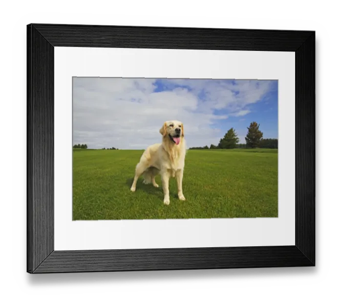 Framed Print : Female Golden Retriever -Canis lupus familiaris-, two-year old dog Framed Print : Female Golden Retriever -Canis lupus familiaris-, two-year old dog