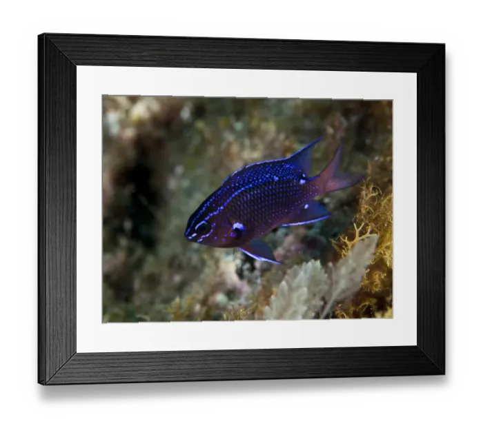 Framed Print : Damselfish -Chromis chromis-, near Santa Maria, Azores, Atlantic Ocean, Portugal Framed Print : Damselfish -Chromis chromis-, near Santa Maria, Azores, Atlantic Ocean, Portugal