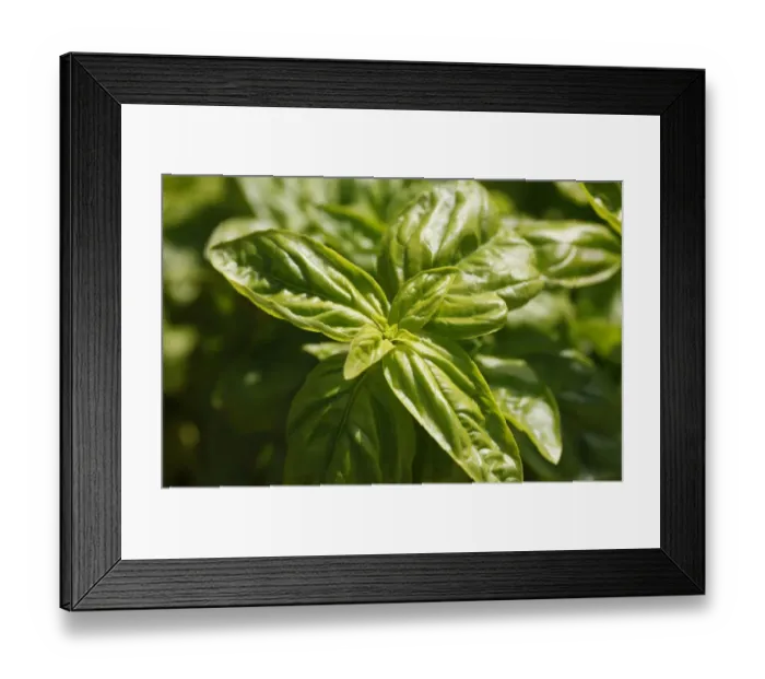 Framed Print : Basil -Ocimum basilicum-