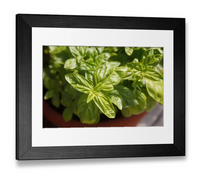 Framed Print : Basil -Ocimum basilicum- Framed Print : Basil -Ocimum basilicum-