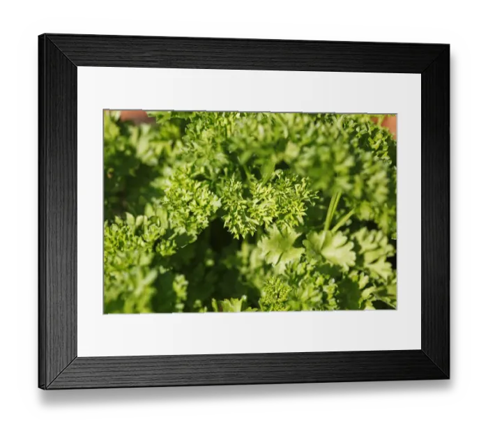 Framed Print : Parsley -Petroselinum crispum- Framed Print : Parsley -Petroselinum crispum-