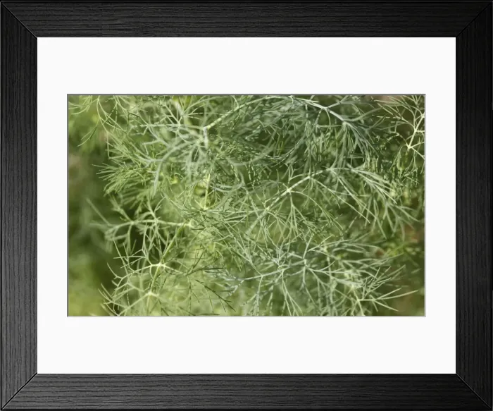 Framed Print : Dill -Anethum graveolens- Framed Print : Dill -Anethum graveolens-