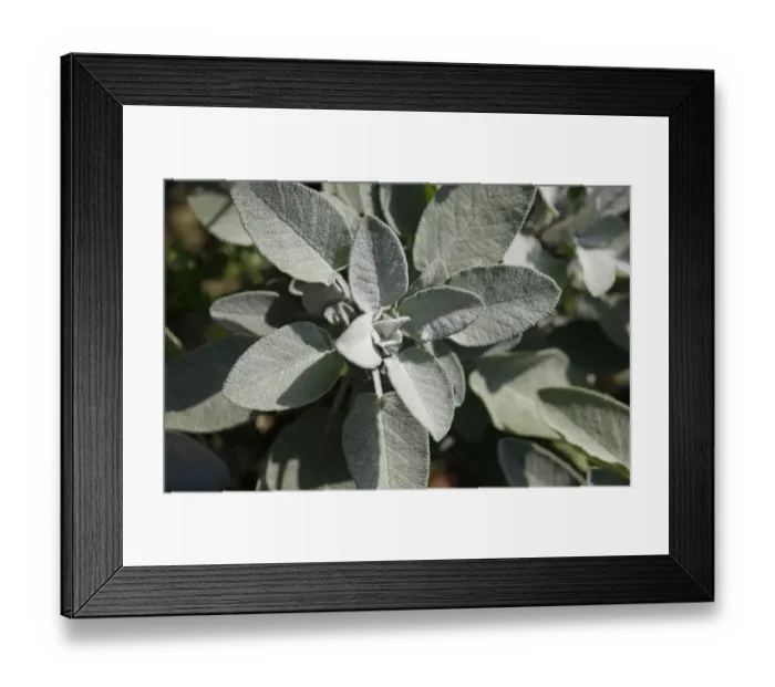 Framed Print : Sage -Salvia- Framed Print : Sage -Salvia-
