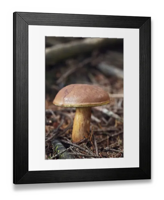 Framed Print : Bay Bolete -Boletus badius, syn. Xerocomus badius-, an edible mushroom, Gummersbach, Oberbergischer Kreis district, North Rhine-Westphalia, Germany, Europe Framed Print : Bay Bolete -Boletus badius, syn. Xerocomus badius-, an edible mushroom, Gummersbach, Oberbergischer Kreis district, North Rhine-Westphalia, Germany, Europe