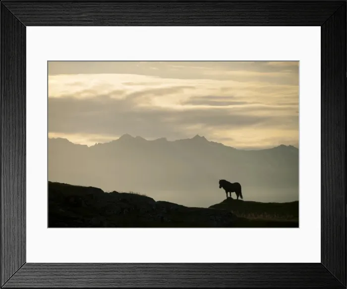 Framed Print : Iceland horse, silhouette, south-eastern coast, Iceland, Europe Framed Print : Iceland horse, silhouette, south-eastern coast, Iceland, Europe