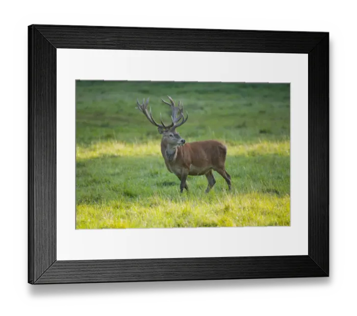 Framed Print : Red Deer -Cervus elaphus- standing on a meadow, captive, Bavaria, Germany Framed Print : Red Deer -Cervus elaphus- standing on a meadow, captive, Bavaria, Germany