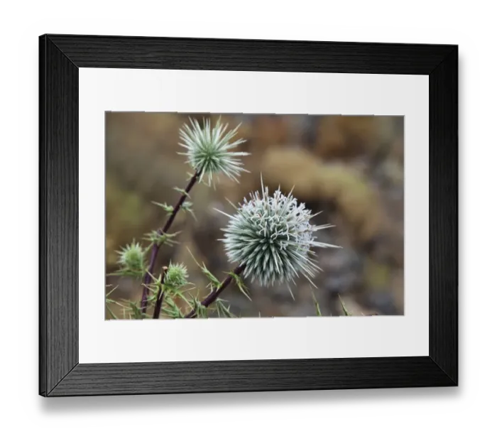 Framed Print : Globe Thistle -Echinops ritro-, Lycia, Turkey, Asia Minor Framed Print : Globe Thistle -Echinops ritro-, Lycia, Turkey, Asia Minor
