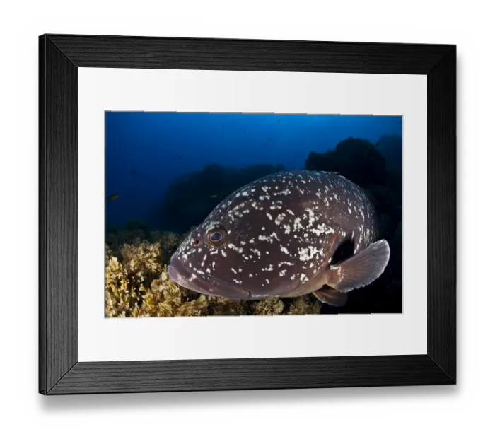 Framed Print : Dusky Grouper or Merou -Epinephelus marginatus-, near Santa Maria, Azores, Atlantic Ocean, Portugal Framed Print : Dusky Grouper or Merou -Epinephelus marginatus-, near Santa Maria, Azores, Atlantic Ocean, Portugal