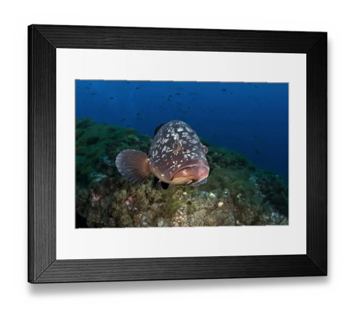 Framed Print : Dusky Grouper or Merou -Epinephelus marginatus-, near Santa Maria, Azores, Atlantic Ocean, Portugal Framed Print : Dusky Grouper or Merou -Epinephelus marginatus-, near Santa Maria, Azores, Atlantic Ocean, Portugal