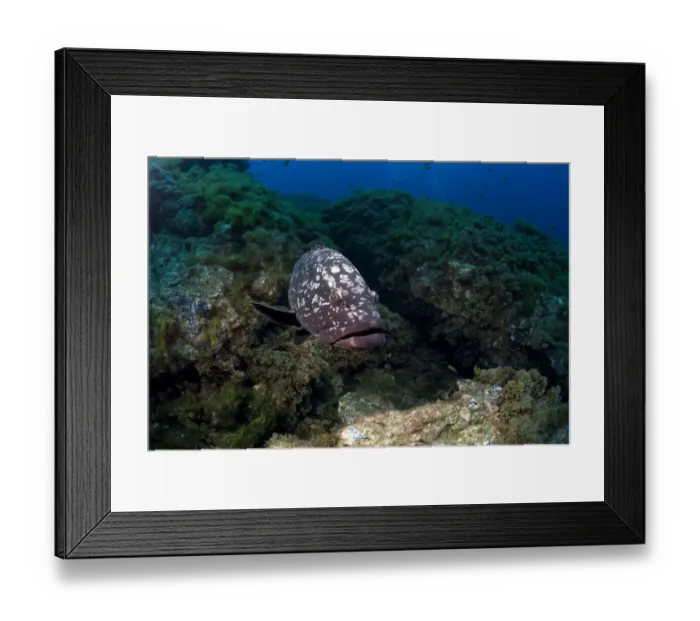 Framed Print : Dusky Grouper or Merou -Epinephelus marginatus-, near Santa Maria, Azores, Atlantic Ocean, Portugal