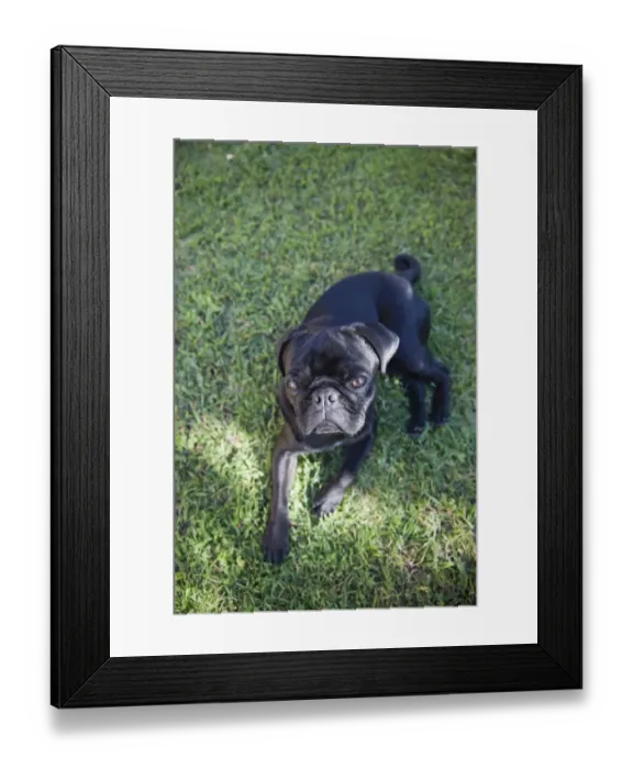 Framed Print : Black pug sitting on the grass Framed Print : Black pug sitting on the grass