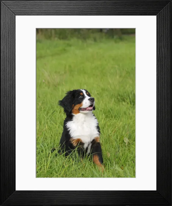 Framed Print : Bernese Mountain Dog -Canis lupus familiaris-, puppy Framed Print : Bernese Mountain Dog -Canis lupus familiaris-, puppy