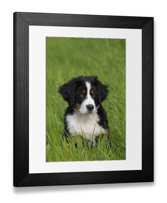 Framed Print : Bernese Mountain Dog -Canis lupus familiaris-, puppy, portrait Framed Print : Bernese Mountain Dog -Canis lupus familiaris-, puppy, portrait