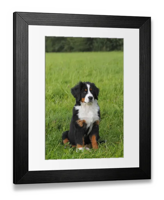 Framed Print : Bernese Mountain Dog -Canis lupus familiaris-, puppy Framed Print : Bernese Mountain Dog -Canis lupus familiaris-, puppy