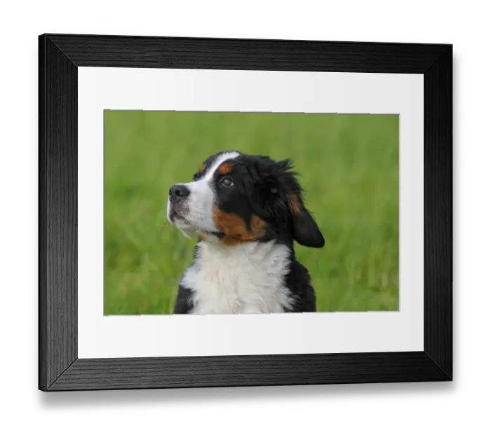 Framed Print : Bernese Mountain Dog -Canis lupus familiaris-, puppy, portrait Framed Print : Bernese Mountain Dog -Canis lupus familiaris-, puppy, portrait
