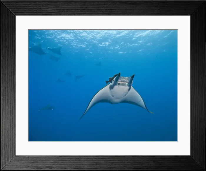 Framed Print : Sicklefin Devil Rays or Box Rays -Mobula tarapacana-, near Santa Maria, Azores, Atlantic Ocean, Portugal Framed Print : Sicklefin Devil Rays or Box Rays -Mobula tarapacana-, near Santa Maria, Azores, Atlantic Ocean, Portugal