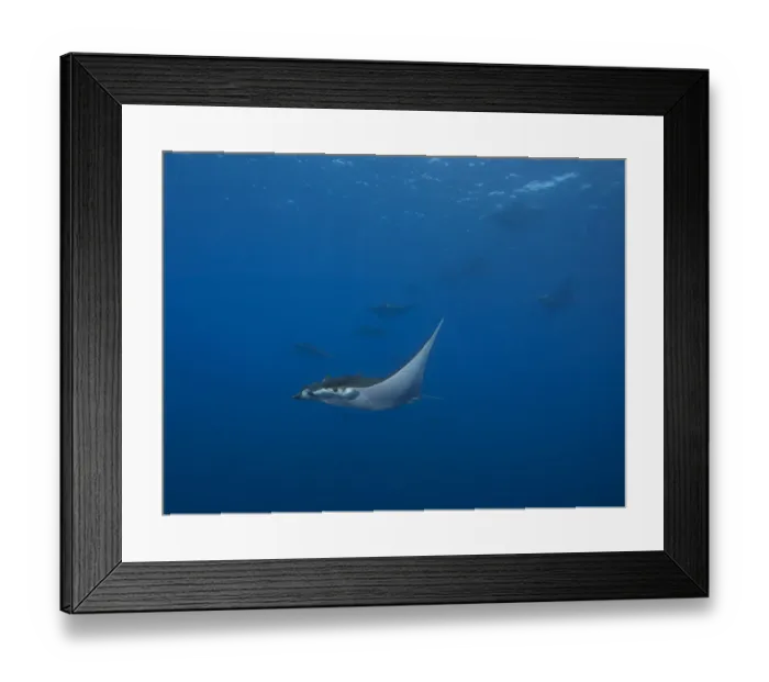 Framed Print : Sicklefin Devil Rays or Box Rays -Mobula tarapacana-, near Santa Maria, Azores, Atlantic Ocean, Portugal Framed Print : Sicklefin Devil Rays or Box Rays -Mobula tarapacana-, near Santa Maria, Azores, Atlantic Ocean, Portugal