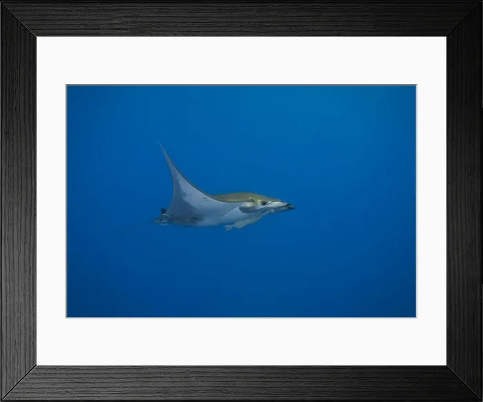 Framed Print : Sicklefin Devil Ray or Box Ray -Mobula tarapacana-, near Santa Maria, Azores, Atlantic Ocean, Portugal Framed Print : Sicklefin Devil Ray or Box Ray -Mobula tarapacana-, near Santa Maria, Azores, Atlantic Ocean, Portugal