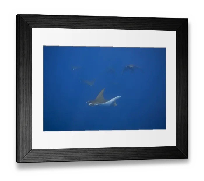 Framed Print : Sicklefin Devil Rays or Box Rays -Mobula tarapacana-, near Santa Maria, Azores, Atlantic Ocean, Portugal