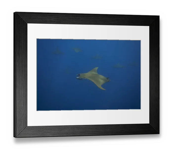 Framed Print : Sicklefin Devil Rays or Box Rays -Mobula tarapacana-, near Santa Maria, Azores, Atlantic Ocean, Portugal Framed Print : Sicklefin Devil Rays or Box Rays -Mobula tarapacana-, near Santa Maria, Azores, Atlantic Ocean, Portugal