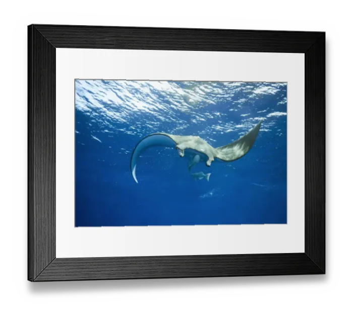 Framed Print : Sicklefin Devil Ray or Box Ray -Mobula tarapacana-, near Santa Maria, Azores, Atlantic Ocean, Portugal Framed Print : Sicklefin Devil Ray or Box Ray -Mobula tarapacana-, near Santa Maria, Azores, Atlantic Ocean, Portugal