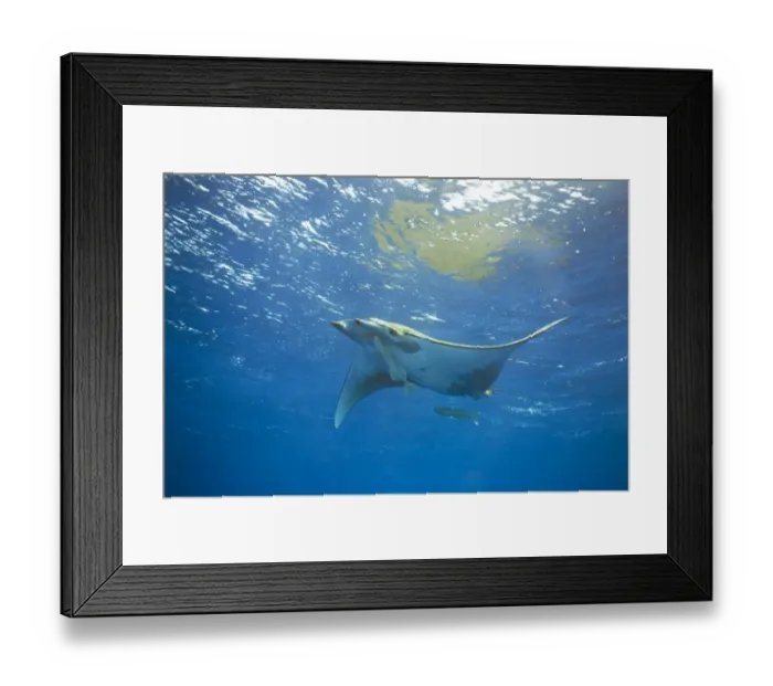 Framed Print : Sicklefin Devil Ray or Box Ray -Mobula tarapacana-, near Santa Maria, Azores, Atlantic Ocean, Portugal Framed Print : Sicklefin Devil Ray or Box Ray -Mobula tarapacana-, near Santa Maria, Azores, Atlantic Ocean, Portugal