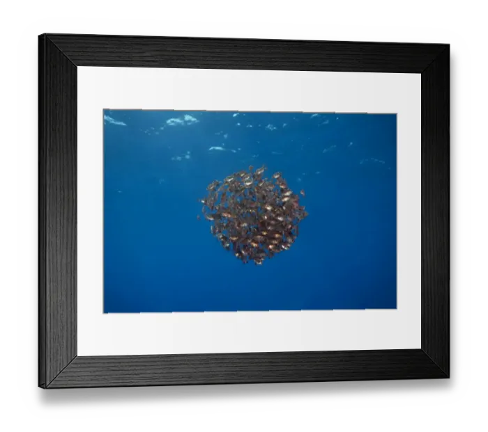 Framed Print : School of Boarfish -Capros aper-, near Santa Maria, Azores, Atlantic Ocean, Portugal Framed Print : School of Boarfish -Capros aper-, near Santa Maria, Azores, Atlantic Ocean, Portugal