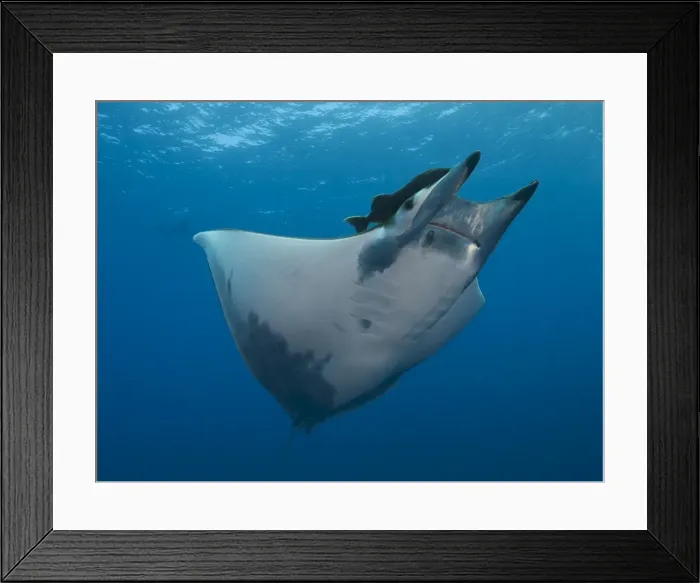 Framed Print : Sicklefin Devil Ray or Box Ray -Mobula tarapacana-, near Santa Maria, Azores, Atlantic Ocean, Portugal
