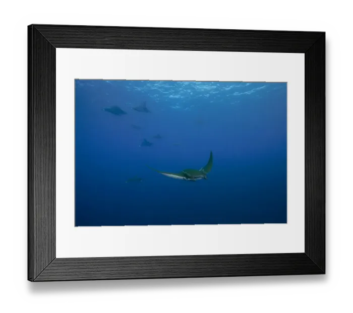 Framed Print : Sicklefin Devil Rays or Box Rays -Mobula tarapacana-, near Santa Maria, Azores, Atlantic Ocean, Portugal
